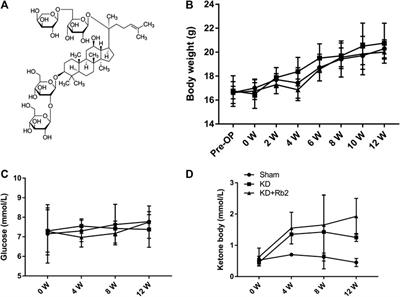 The Ginsenoside Exhibits Antiosteoporosis Effects in Ketogenic-Diet-Induced Osteoporosis via Rebalancing Bone Turnover